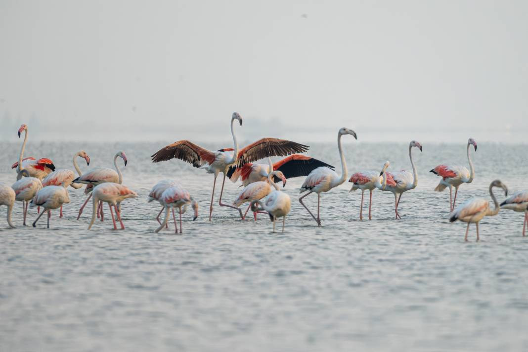 Akyatan’da Flamingo şöleni: Göç molası! - Resim: 17